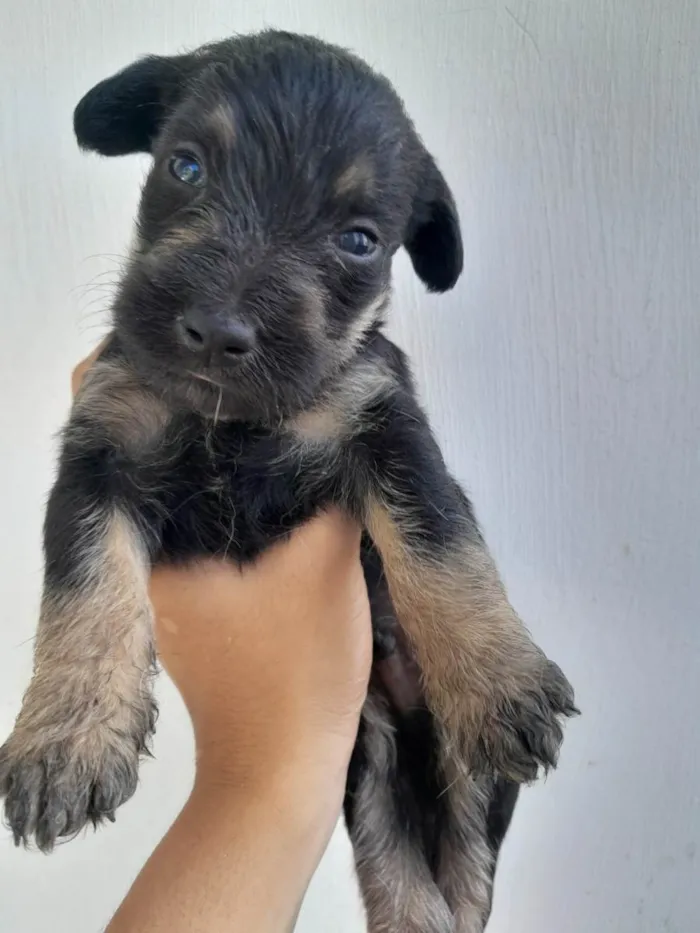 Cachorro ra a SRD-ViraLata idade Abaixo de 2 meses nome Filhotes