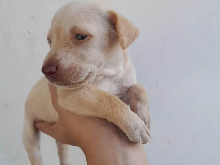 Cachorro ra a SRD-ViraLata idade Abaixo de 2 meses nome Filhotes