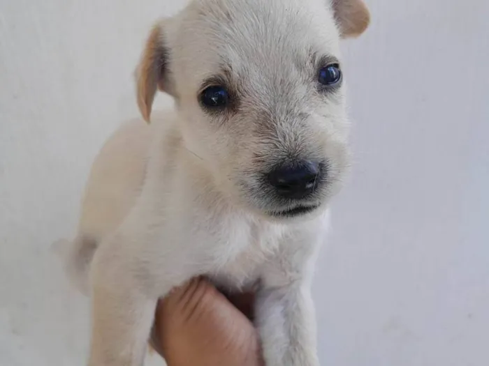 Cachorro ra a SRD-ViraLata idade Abaixo de 2 meses nome Filhotes