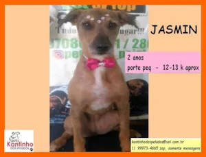 Cachorro raça SRD idade 2 anos nome Jasmin
