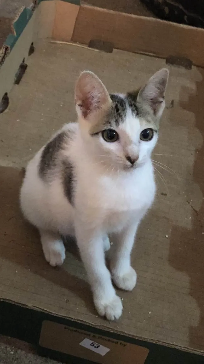 Gato ra a SRD idade 2 a 6 meses nome Queenie