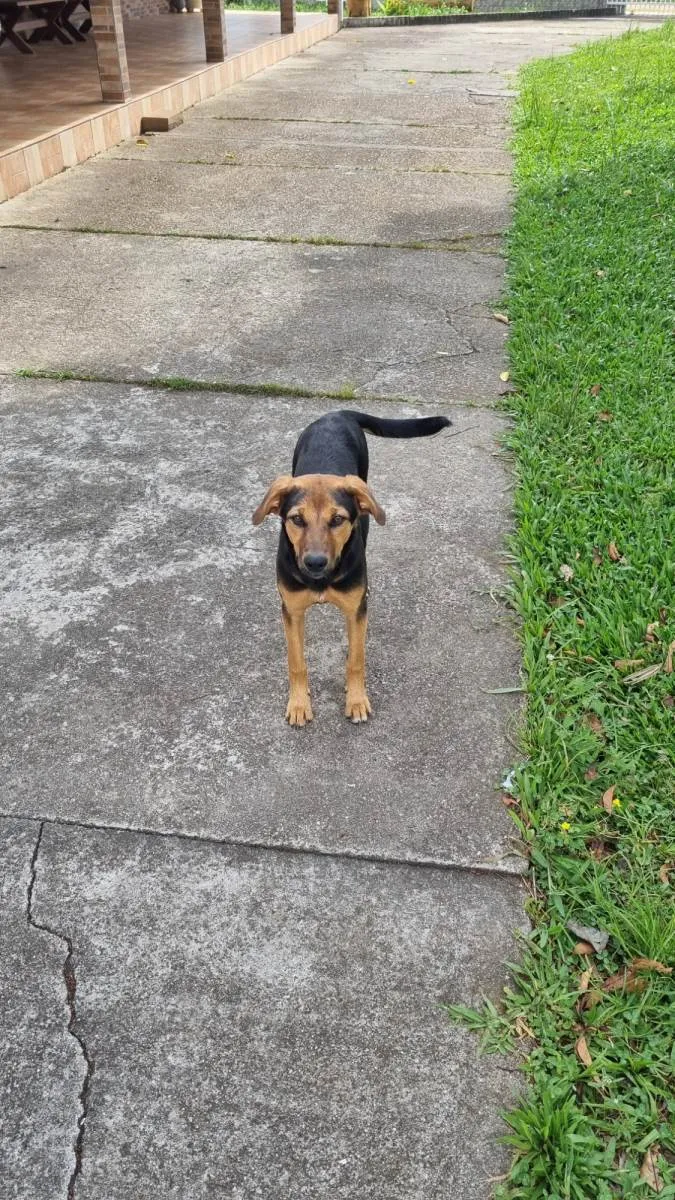 Cachorro ra a SRD-ViraLata idade 2 a 6 meses nome Juma