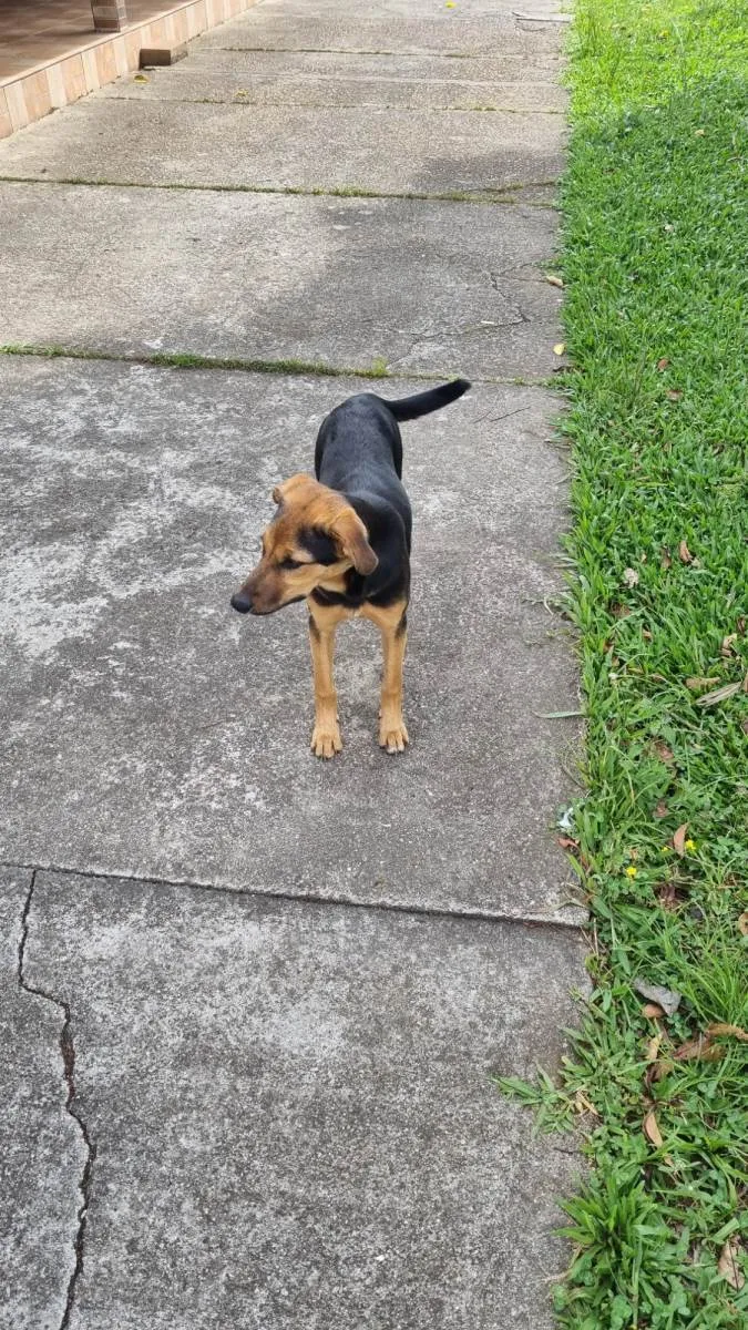 Cachorro ra a SRD-ViraLata idade 2 a 6 meses nome Juma