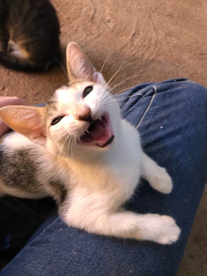 Gato ra a SRD idade 2 a 6 meses nome Queenie