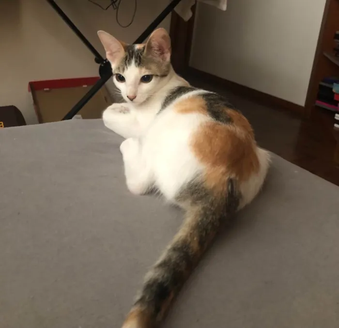 Gato ra a SRD idade 2 a 6 meses nome Queenie