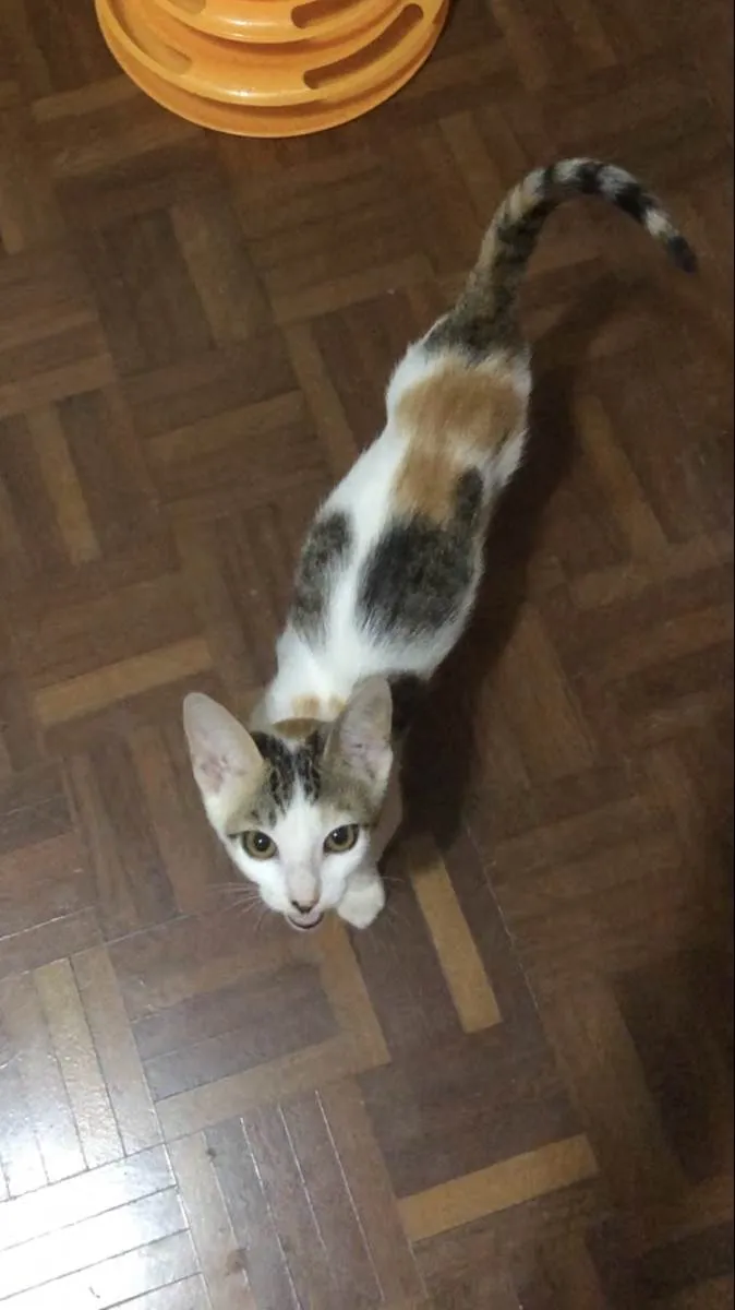 Gato ra a SRD idade 2 a 6 meses nome Queenie
