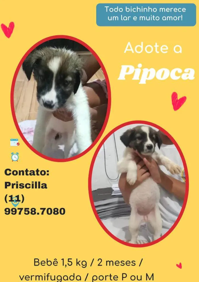 Pipoca 