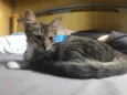 Kora