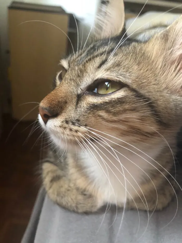 Gato ra a SRD idade 2 a 6 meses nome Kora