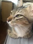 Kora