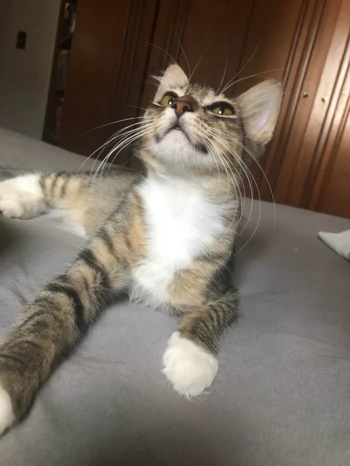Gato ra a SRD idade 2 a 6 meses nome Kora