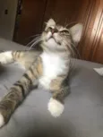 Kora