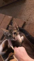 Kora