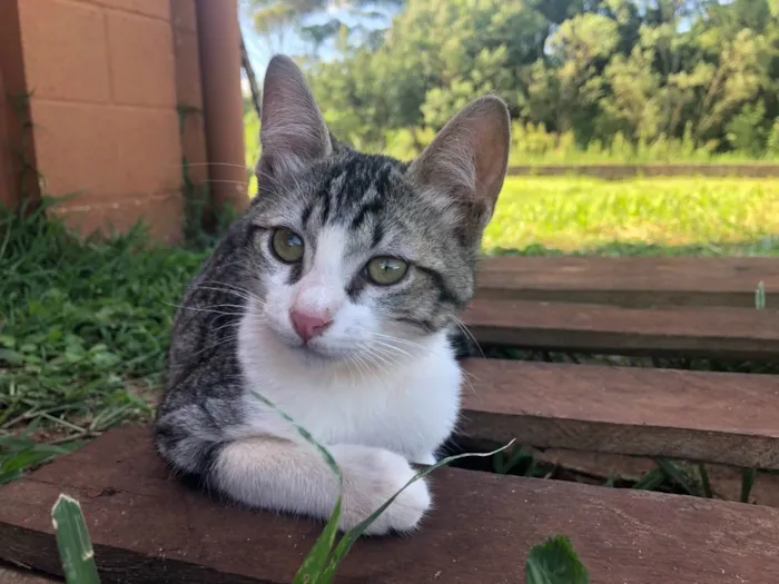 Gato ra a SRD idade 2 a 6 meses nome Gandalf 