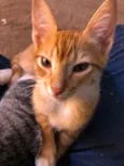 Simba