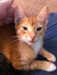 Simba