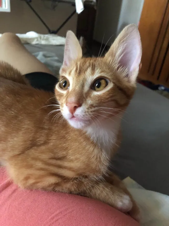 Gato ra a SRD idade 2 a 6 meses nome Simba