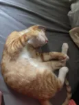 Simba