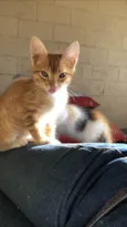 Simba