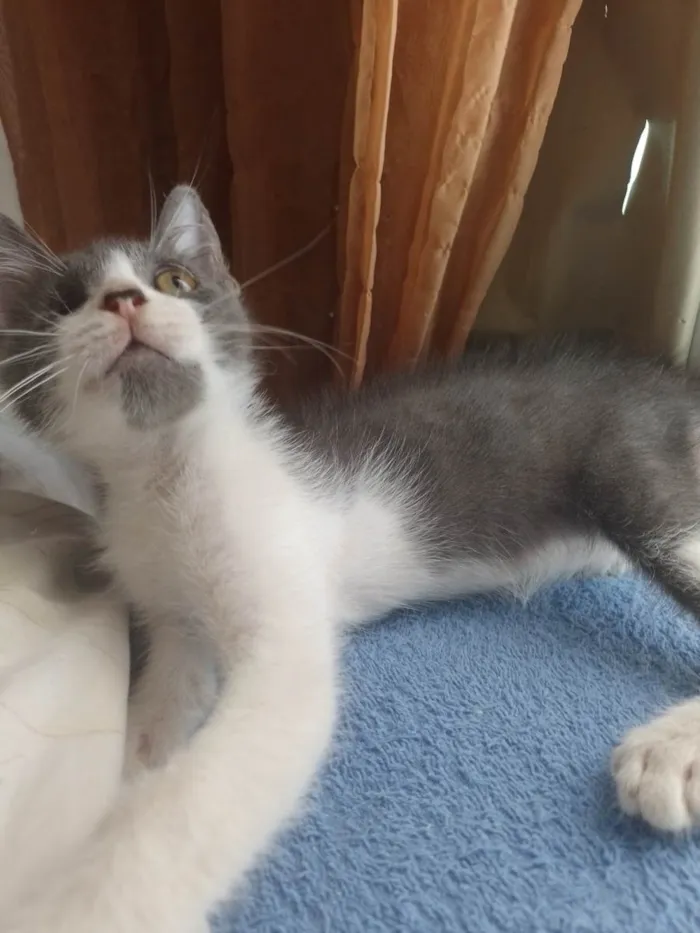 Gato raça Srd idade 2 a 6 meses nome Teodoro