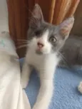 Teodoro