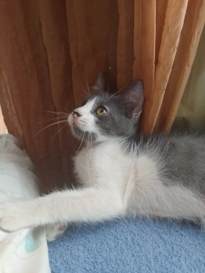 Gato raça Srd idade 2 a 6 meses nome Teodoro