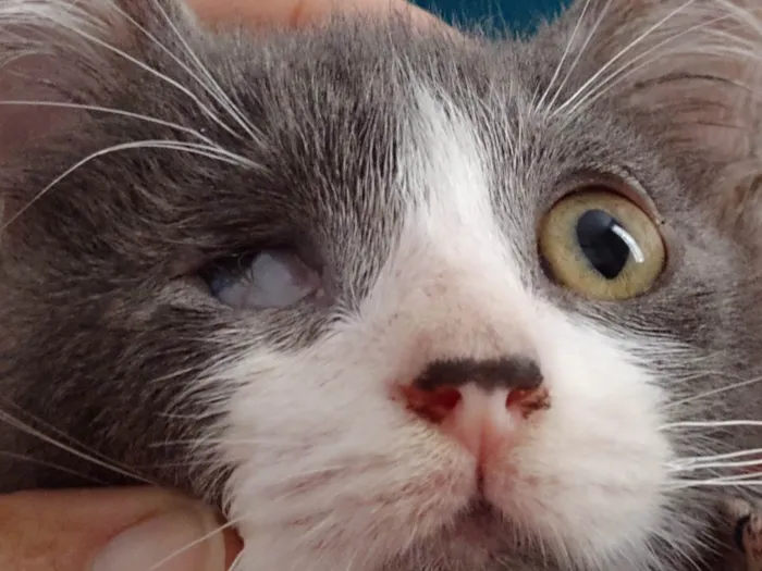 Gato raça Srd idade 2 a 6 meses nome Teodoro
