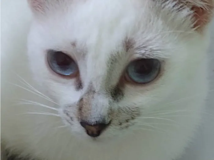 Gato raça Srd idade 2 a 6 meses nome Molica