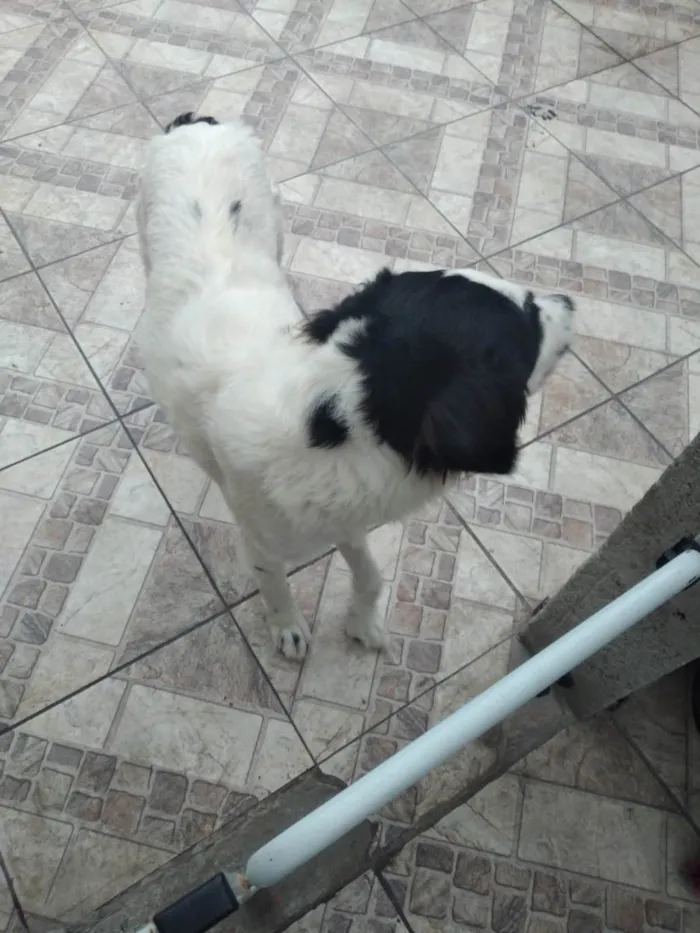 Cachorro ra a SRD-ViraLata idade 2 a 6 meses nome Dog