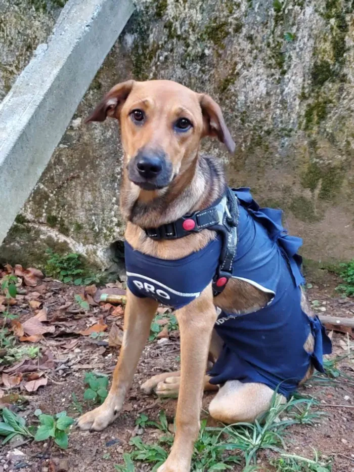 Cachorro ra a SRD vira lata idade 7 a 11 meses nome Priscila