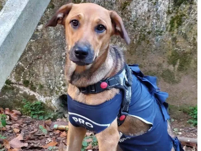 Cachorro ra a SRD vira lata idade 7 a 11 meses nome Priscila