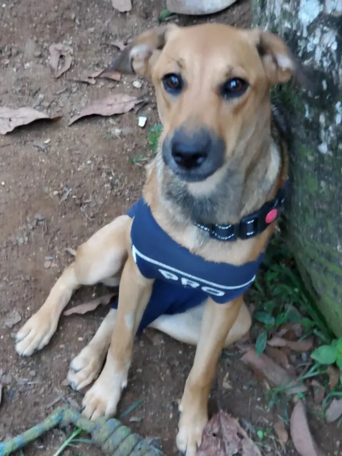 Cachorro ra a SRD vira lata idade 7 a 11 meses nome Priscila