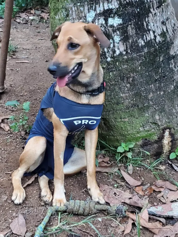 Cachorro ra a SRD vira lata idade 7 a 11 meses nome Priscila