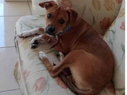 Cachorro raça SRD-ViraLata idade 1 ano nome Spike