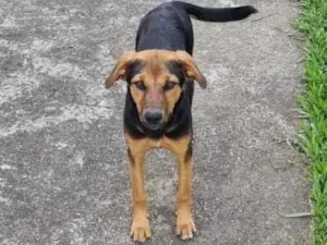 Cachorro raça SRD-ViraLata idade 2 a 6 meses nome Juma