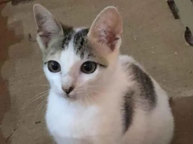 Gato ra a SRD idade 2 a 6 meses nome Queenie