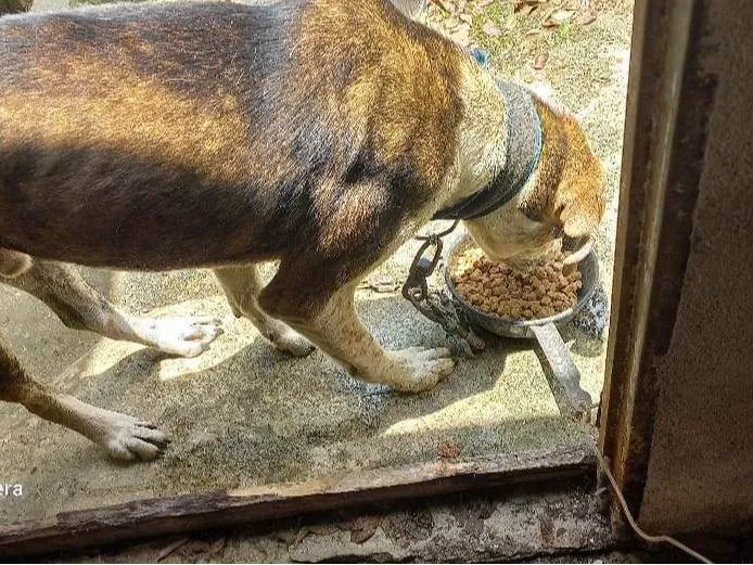 Cachorro ra a SRD-ViraLata idade 2 anos nome Duque e branco 