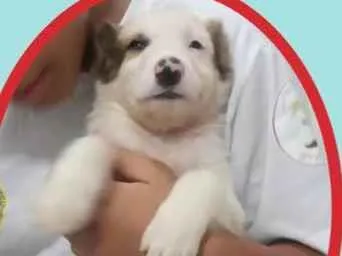 Cachorro raça SRD idade 2 a 6 meses nome Fred