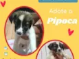 Cachorro raça SRD idade 2 a 6 meses nome Pipoca 