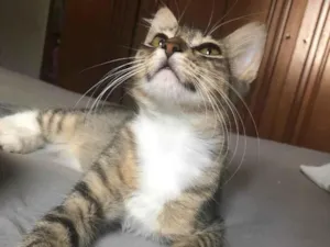 Gato raça SRD idade 2 a 6 meses nome Kora