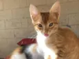 Simba