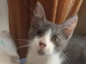 Gato raça Srd idade 2 a 6 meses nome Teodoro
