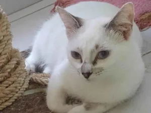 Gato raça Srd idade 2 a 6 meses nome Molica