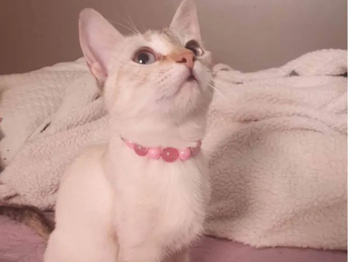 Gato ra a SRD-ViraLata idade 2 a 6 meses nome Lara