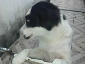 Cachorro raça SRD-ViraLata idade 2 a 6 meses nome Dog