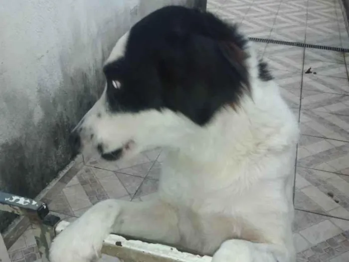 Cachorro ra a SRD-ViraLata idade 2 a 6 meses nome Dog
