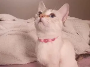 Gato raça SRD-ViraLata idade 2 a 6 meses nome Lara