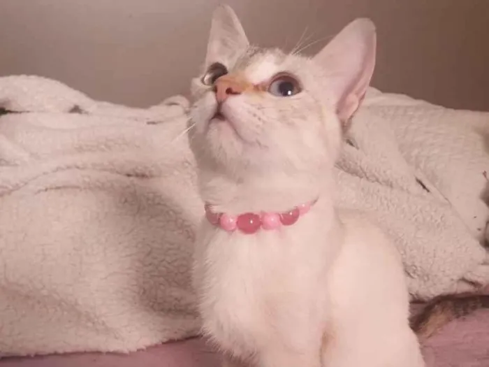 Gato ra a SRD-ViraLata idade 2 a 6 meses nome Lara