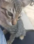 Tigrinho