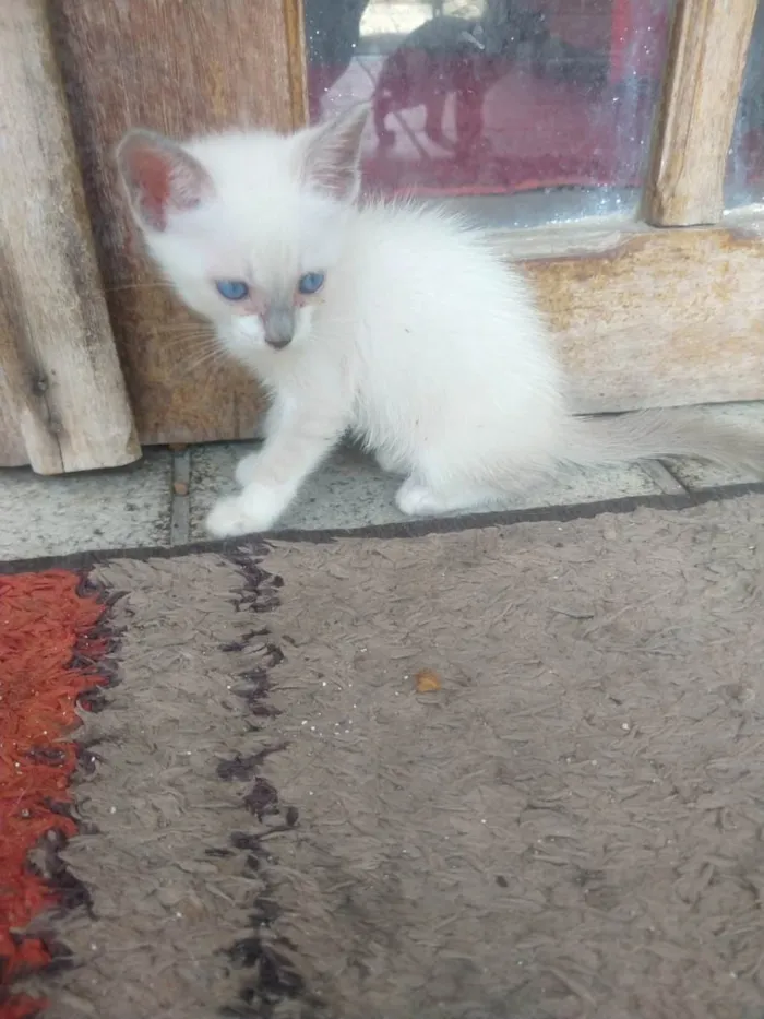 Gato ra a Siamês idade Abaixo de 2 meses nome Sem nome no momento 